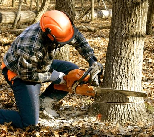 Tree Removal in Bickmore, WV